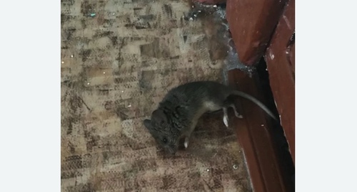 Дезинфекция от мышей в Магасе
