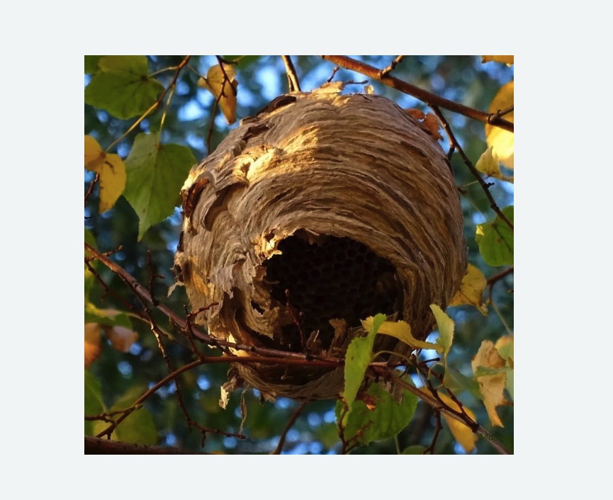 Обработка от шершней в Магасе