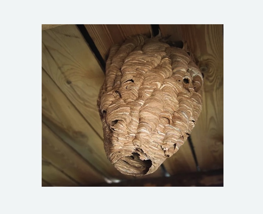 обработка от шершней в Магасе