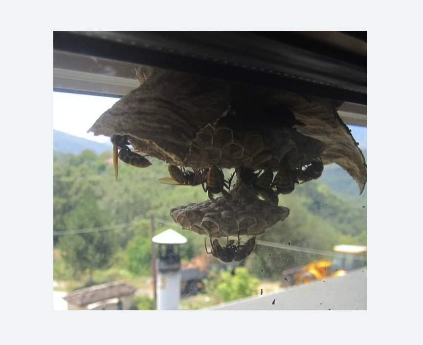 Уничтожение гнёзд шершней в Магасе