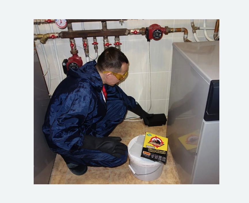 Уничтожение крыс в Магасе