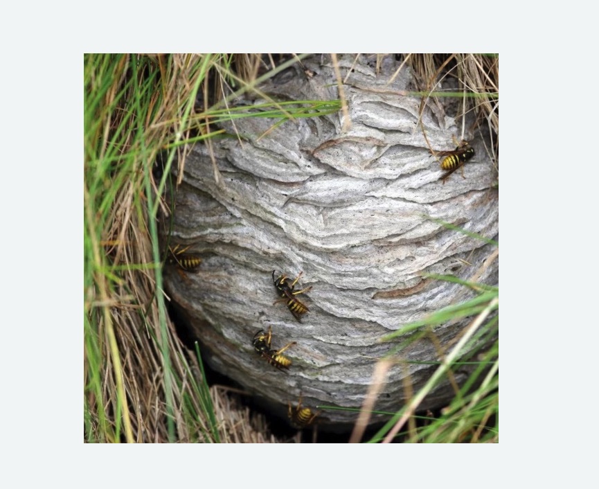 Уничтожение ос и ульев в Магасе